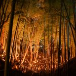 Burning Bowl Remote Reiki Ceremony